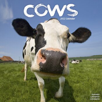 Kalenteri 2027 Cows