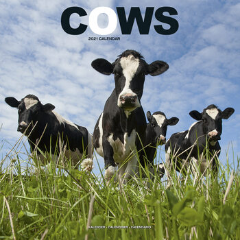 Kalenteri 2027 Cows