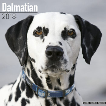 Kalenteri 2027 Dalmatian