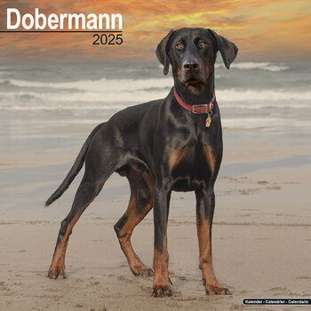 Kalenteri 2027 Dobermann