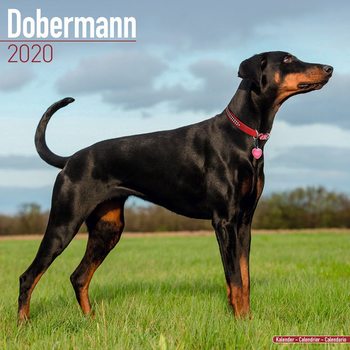 Kalenteri 2027 Dobermann