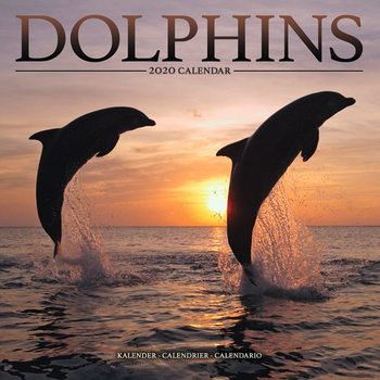 Kalenteri 2027 Dolphins
