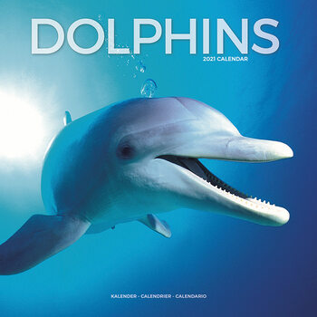 Kalenteri 2027 Dolphins