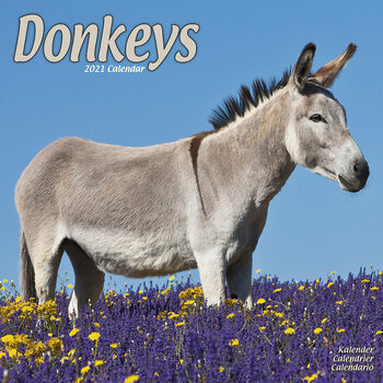 Kalenteri 2027 Donkeys