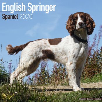 Kalenteri 2027 Eng Springer Spaniel