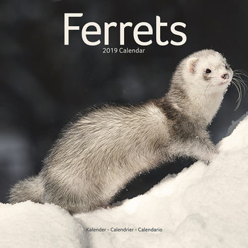 Kalenteri 2027 Ferrets