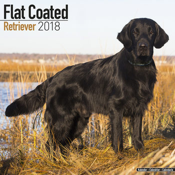 Kalenteri 2027 Flat Coated Retriever