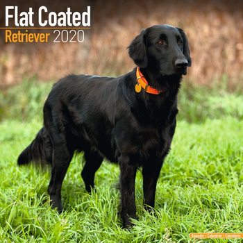 Kalenteri 2027 Flatcoated Retriever