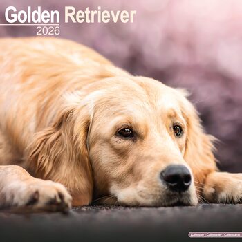 Kalenteri 2026 Golden Retriever