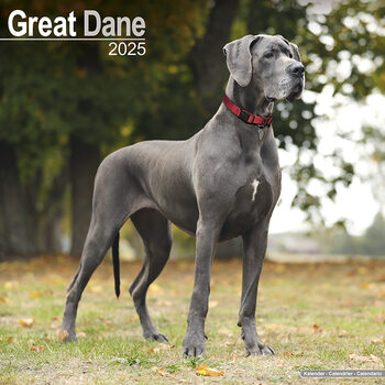 Kalenteri 2027 Great Dane