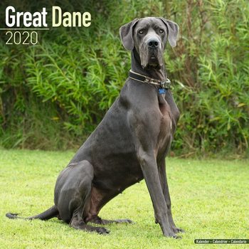 Kalenteri 2027 Great Dane