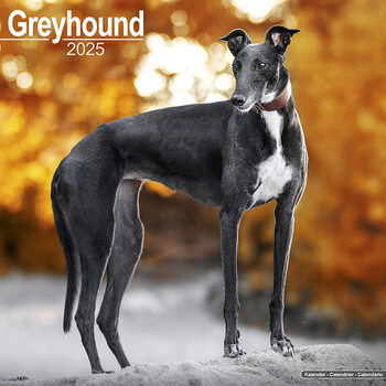 Kalenteri 2027 Greyhound