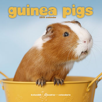 Kalenteri 2027 Guinea Pigs