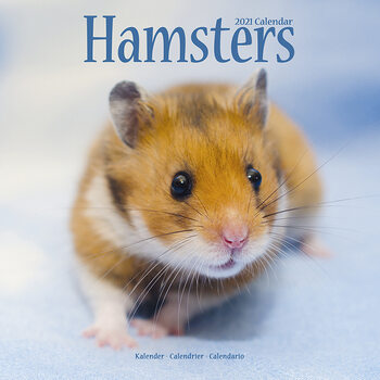 Kalenteri 2027 Hamsters