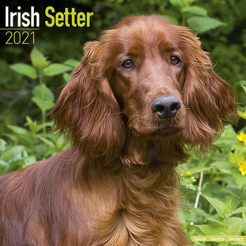 Kalenteri 2027 Irish Setter