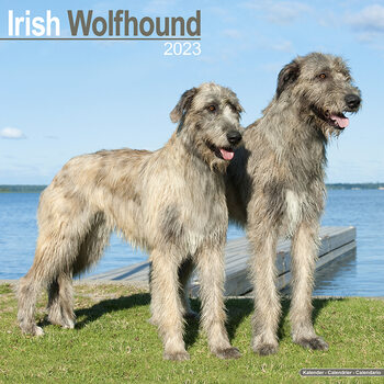 Kalenteri 2027 Irish Wolfhound