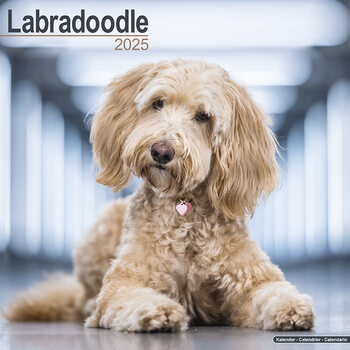 Kalenteri 2027 Labradoodle