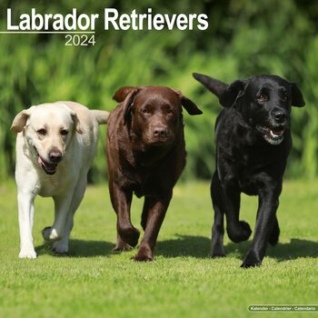 Kalenteri 2027 Labrador Ret (Mixed)