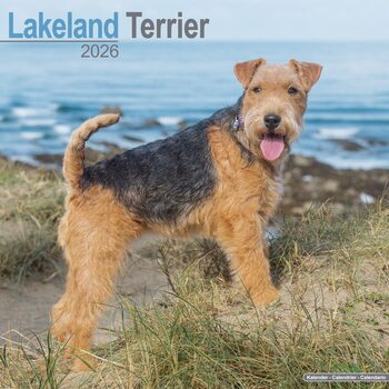 Kalenteri 2026 Lakeland Terrier