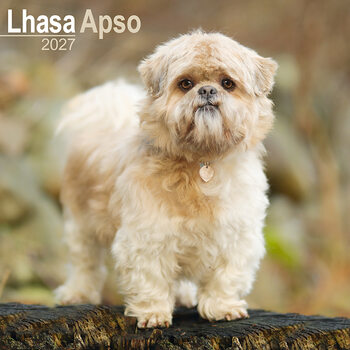 Kalenteri 2027 Lhasa apso