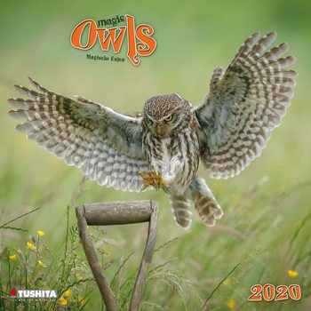 Kalenteri 2027 Magic Owls