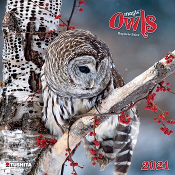 Kalenteri 2027 Magic Owls