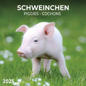 Kalenteri 2027 Piggies