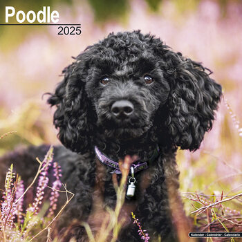 Kalenteri 2027 Poodle