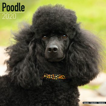 Kalenteri 2027 Poodle