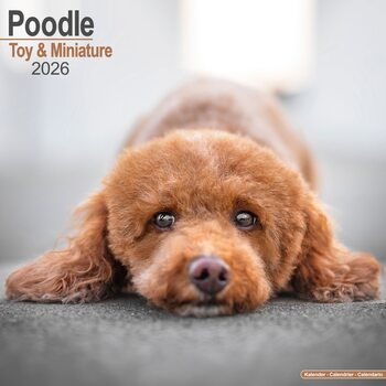 Kalenteri 2026 Poodle - Toy & Miniature