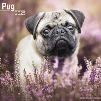 Kalenteri 2027 Pug