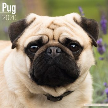 Kalenteri 2027 Pug