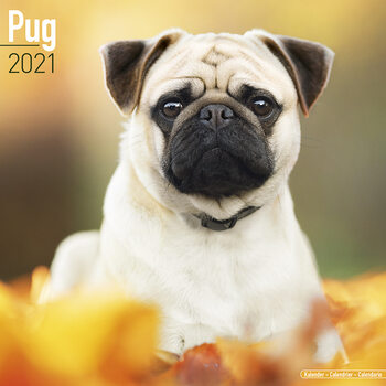 Kalenteri 2027 Pug