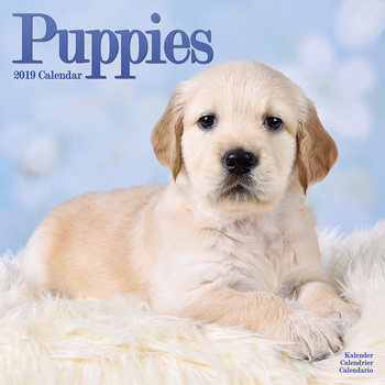 Kalenteri 2027 Puppies