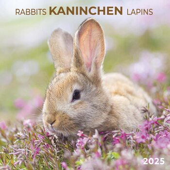 Kalenteri 2027 Rabbits