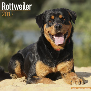Kalenteri 2027 Rottweiler