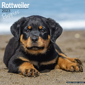 Kalenteri 2023 Rottweiler - Pups