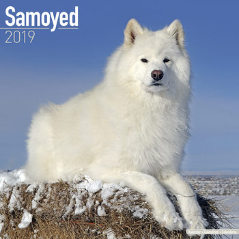 Kalenteri 2027 Samoyed