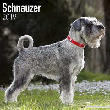 Kalenteri 2027 Schnauzer