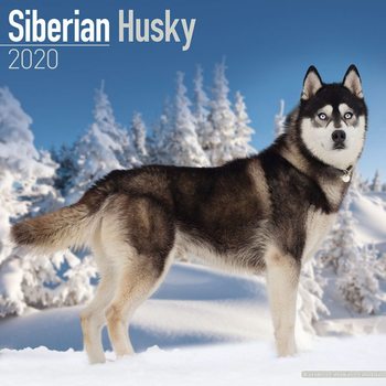 Kalenteri 2020  Siberian Husky