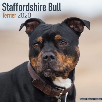 Kalenteri 2020  Staffordshire Bull Terrier