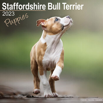 Kalenteri 2023 Staffordshire Bull Terrier Pups