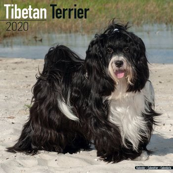 Kalenteri 2020  Tibetan Terrier