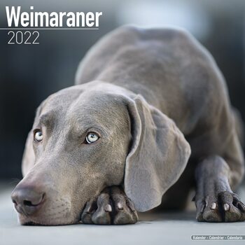 Kalenteri 2027 Weimaraner