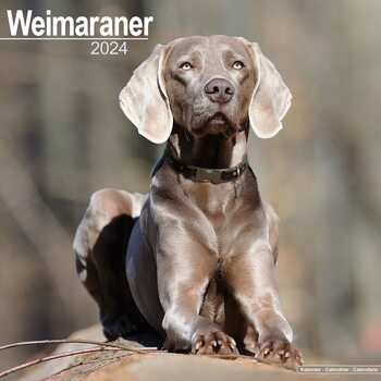 Kalenteri 2027 Weimaraner