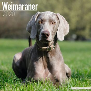 Kalenteri 2020  Weimaraner