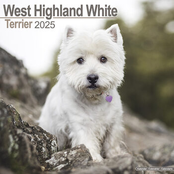Kalenteri 2027 West Highland Terrier