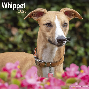 Kalenteri 2027 Whippet