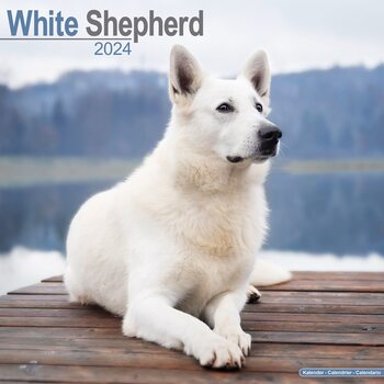 Kalenteri 2027 White Shepherd