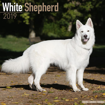 Kalenteri 2027 White Shepherd